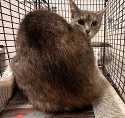 Shelter Stray Female Cat last seen NC, Raleigh, NC 27610