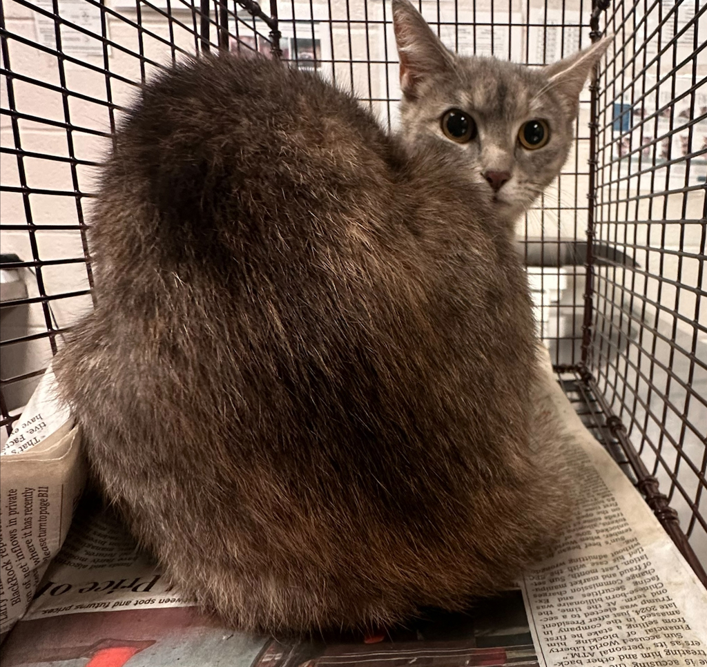 Shelter Stray Female Cat last seen NC, Raleigh, NC 27610