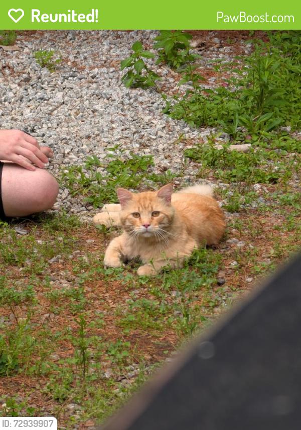 Reunited Unknown Cat last seen Howard Gap Rd, North Carolina, USA, Henderson County, NC 28792