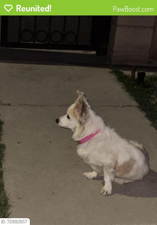 Reunited Female Dog last seen California ave and Union Ave , Bakersfield, CA 93304