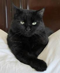 Lost Male Cat last seen Inspirada Henderson , Henderson, NV 89044