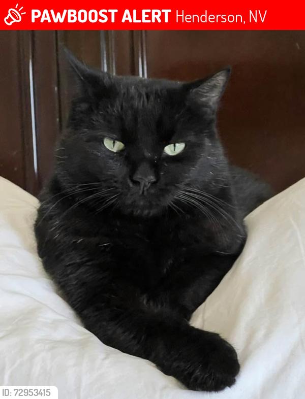 Lost Male Cat last seen Inspirada Henderson , Henderson, NV 89044