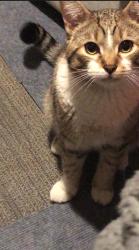 Reunited Male Cat last seen Longfellow neighborhood , Minneapolis, MN 55406