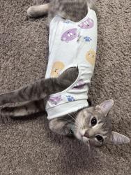 Lost Female Cat last seen 41st , Rochester, MN 55901