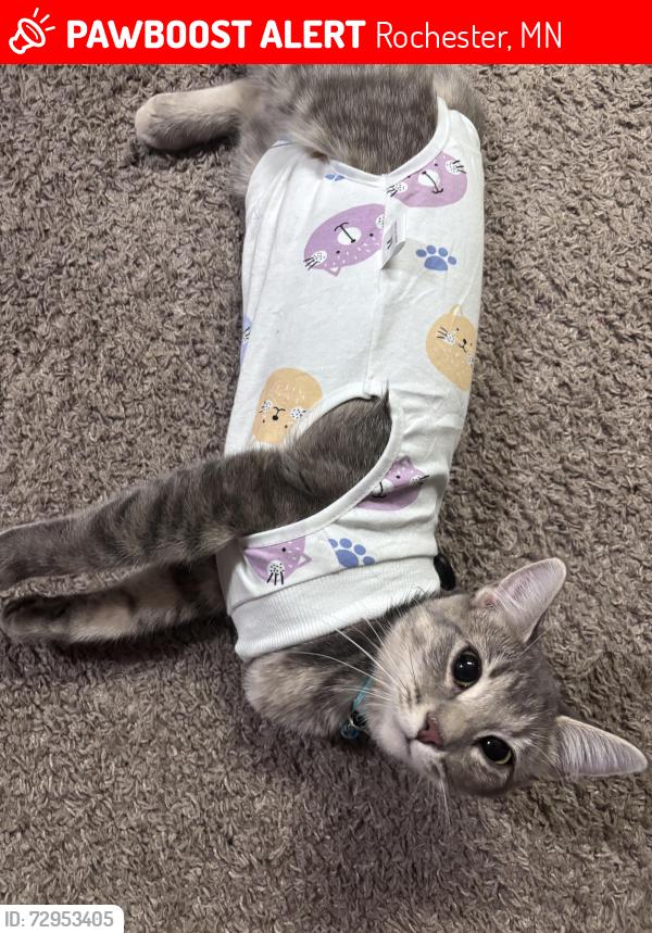 Lost Female Cat last seen 41st , Rochester, MN 55901