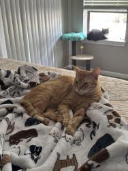 Lost Male Cat last seen The Park on Eldridge, Houston, TX 77084