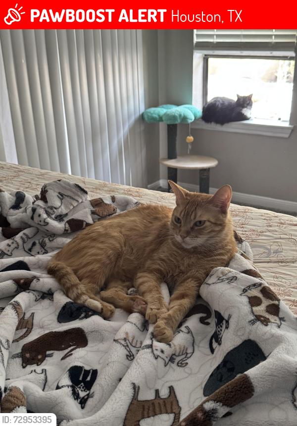 Lost Male Cat last seen The Park on Eldridge, Houston, TX 77084
