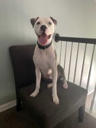 Reunited Male Dog last seen Heritage Ridge /Rocky Ridge, Irondale, AL 35210