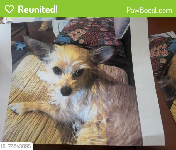 Reunited Female Dog last seen Stanford and Indian School UNM North Campus, Albuquerque, NM 87106