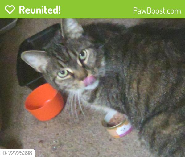 Reunited Male Cat last seen Franklin st in centerville, Dayton, OH 45459