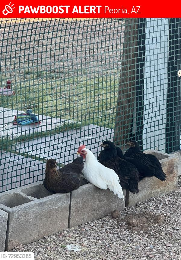 Lost Male Other last seen 83rd and Cholla, Peoria, AZ 85345