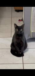 Lost Male Cat last seen Near green trail dr 77038, Houston, TX 77038