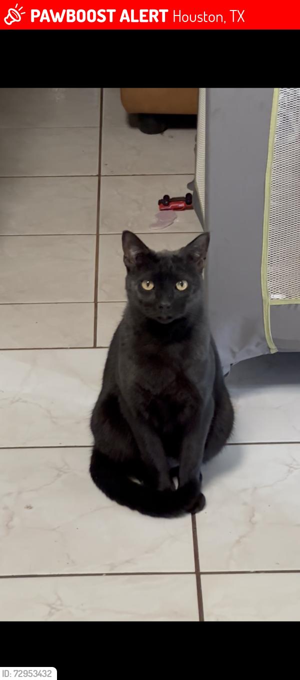 Lost Male Cat last seen Near green trail dr 77038, Houston, TX 77038