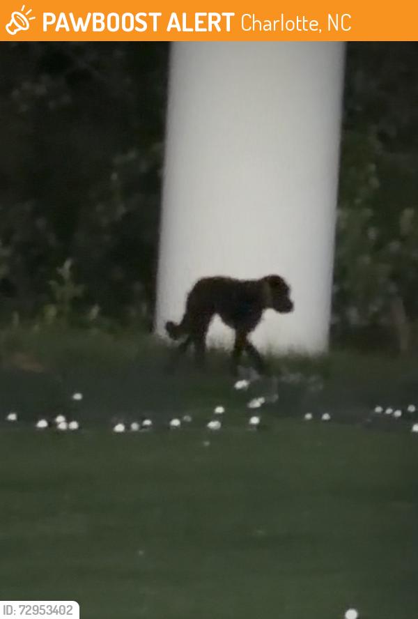 Found/Stray Unknown Dog last seen Near Exit 3 and W Arrowood, Charlotte, NC 28273