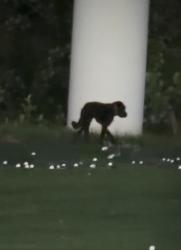 Found/Stray Unknown Dog last seen Near Exit 3 and W Arrowood, Charlotte, NC 28273