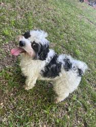 Lost Male Dog last seen Glencove drive and Winchester drive , Macon, GA 31210
