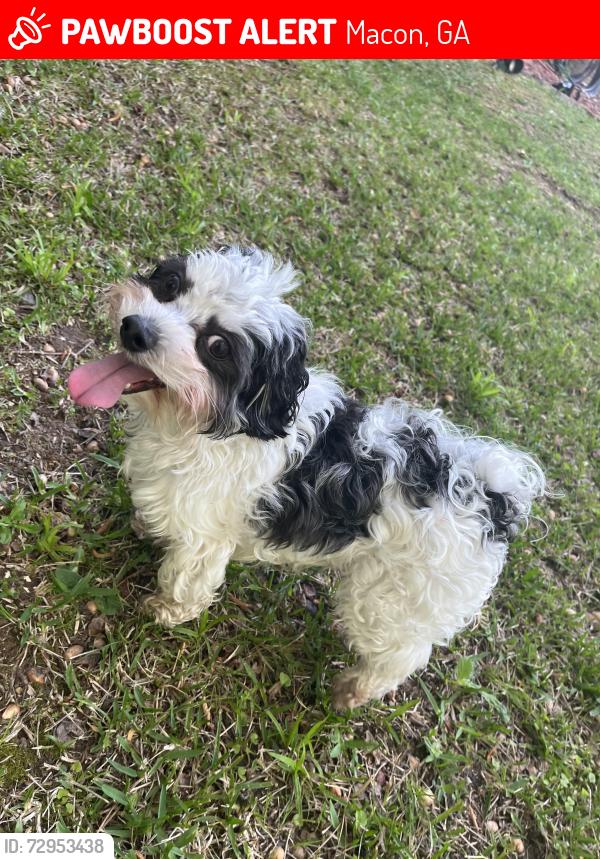 Lost Male Dog last seen Glencove drive and Winchester drive , Macon, GA 31210