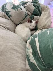 Found/Stray Male Cat last seen 7th Street , Philadelphia, PA 19123