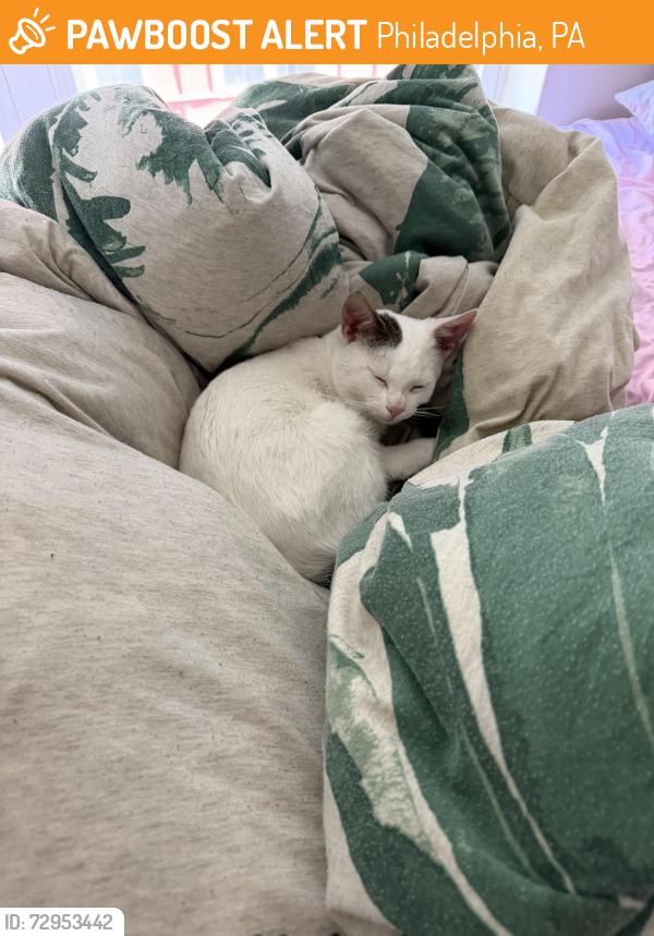Found/Stray Male Cat last seen 7th Street , Philadelphia, PA 19123