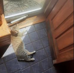 Reunited Male Cat last seen Longfellow neighborhood , Minneapolis, MN 55406