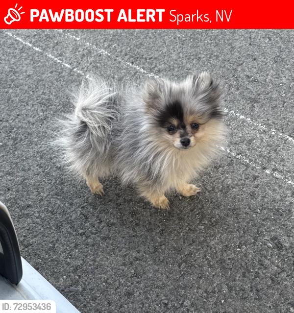 Lost Female Dog last seen Prater way and north mccarran. CVS, Sparks, NV 89431