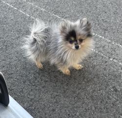 Lost Female Dog last seen Prater way and north mccarran. CVS, Sparks, NV 89431