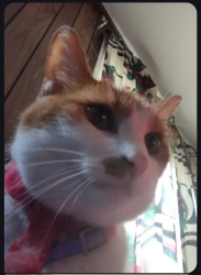 Reunited Male Cat last seen Near Anderson Ferry Rd. Indian Lookout apmts , Cincinnati, OH 45238