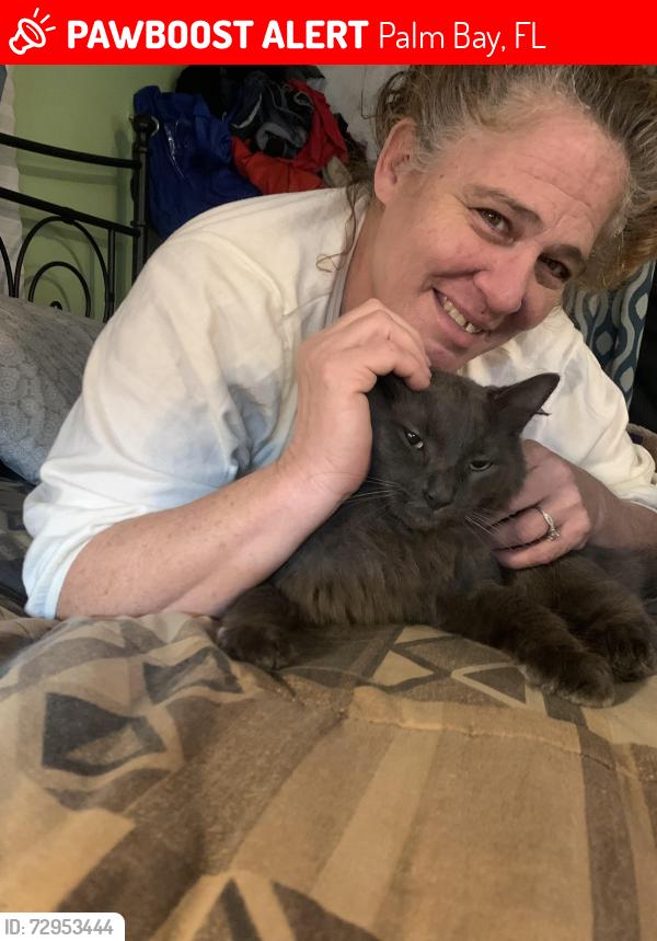 Lost Male Cat last seen Americana , Palm Bay, FL 32907