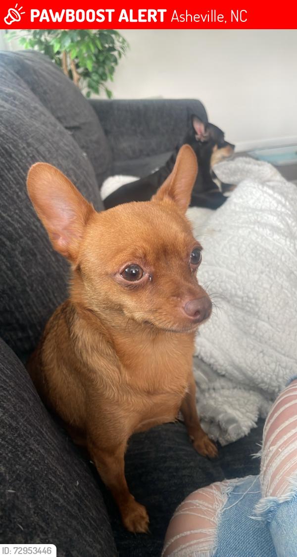 Lost Male Dog last seen In brooks cove housing development , Asheville, NC 28806