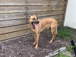 Reunited Male Dog last seen Macintosh and Linwood St, Sarasota, FL 34232