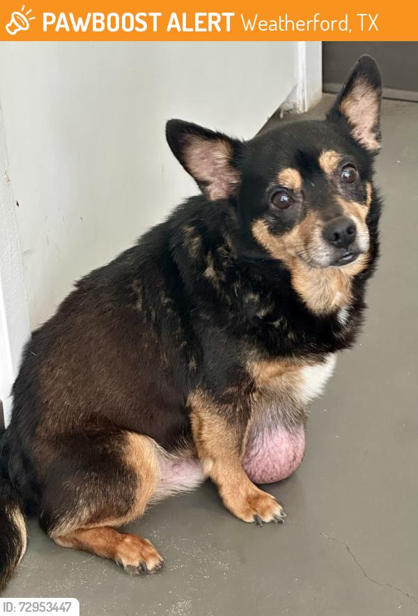 Found/Stray Male Dog last seen Upper Denton and Ric Williamson, Weatherford, TX 76086
