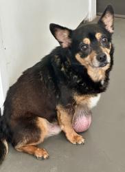 Found/Stray Male Dog last seen Upper Denton and Ric Williamson, Weatherford, TX 76086