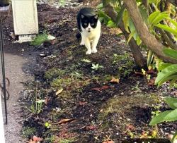 Found/Stray Unknown Cat last seen Portland Clinic - Milikan and TV Highway, Beaverton, OR 97006
