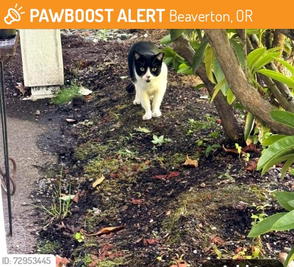 Found/Stray Unknown Cat last seen Portland Clinic - Milikan and TV Highway, Beaverton, OR 97006