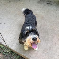 Shelter Stray Female Dog last seen , Greensboro, NC 27409