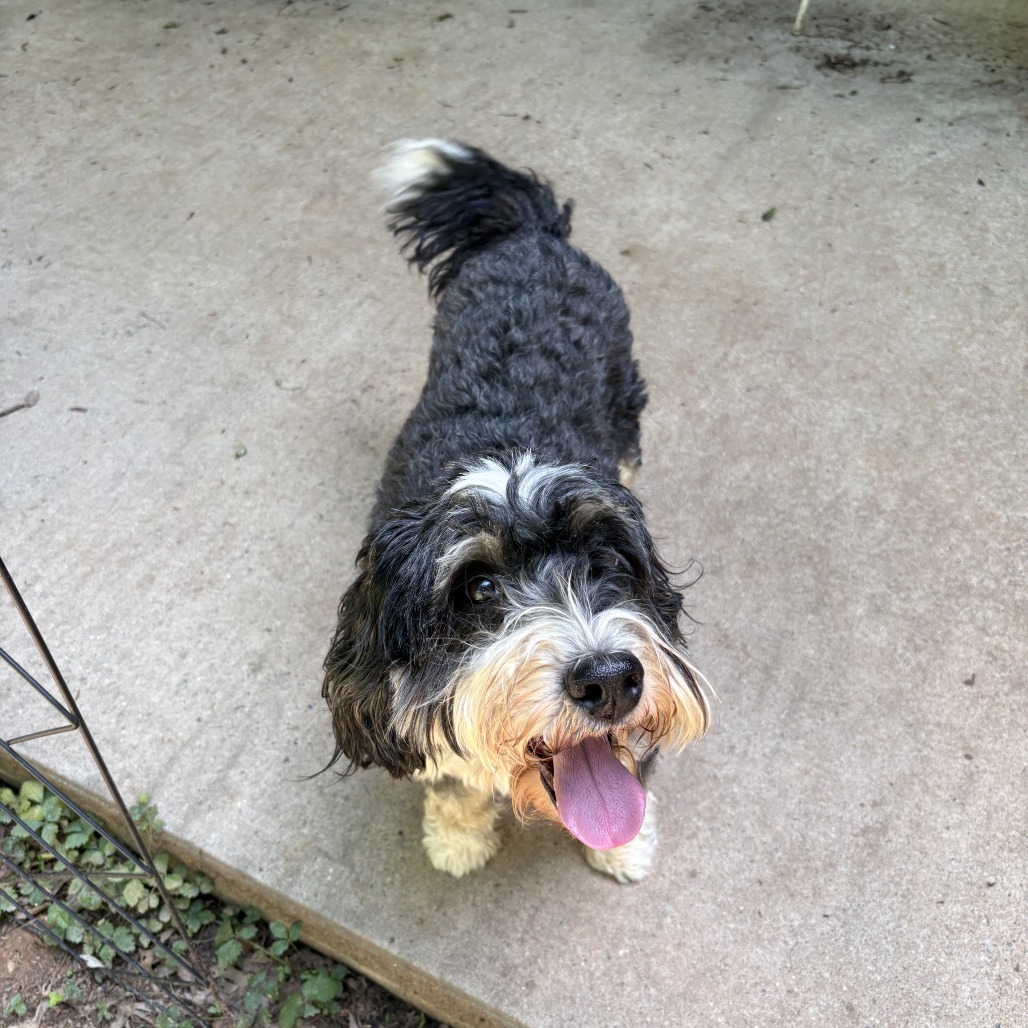 Shelter Stray Female Dog last seen , Greensboro, NC 27409