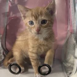 Shelter Stray Male Cat last seen , Greensboro, NC 27409