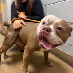 Shelter Stray Male Dog last seen , Red Bank, TN 37415