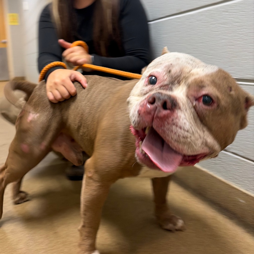 Shelter Stray Male Dog last seen , Red Bank, TN 37415
