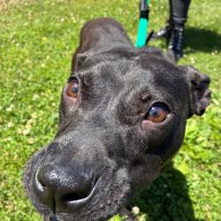 Shelter Stray Female Dog last seen , Philadelphia, PA 19140