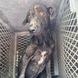 Shelter Stray Female Dog last seen , Edinburg, TX 78539