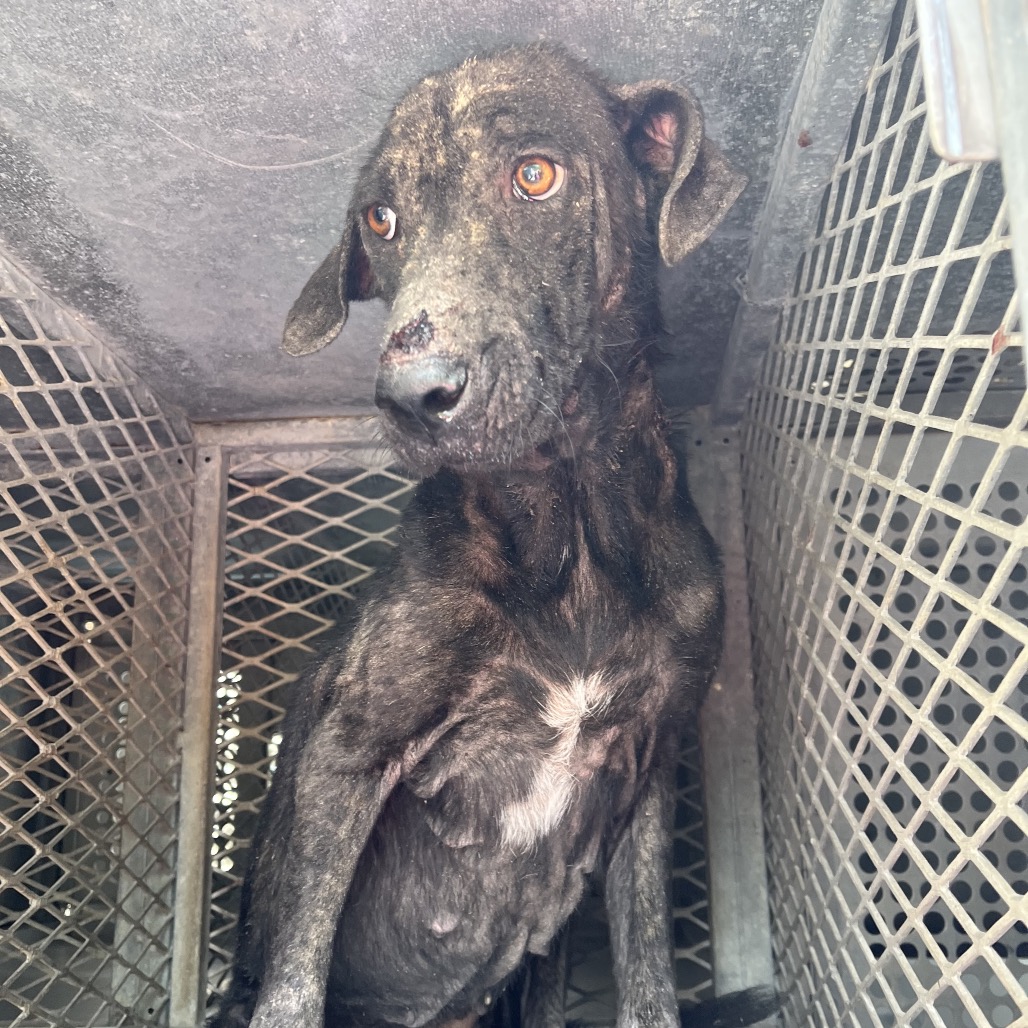 Shelter Stray Female Dog last seen , Edinburg, TX 78539