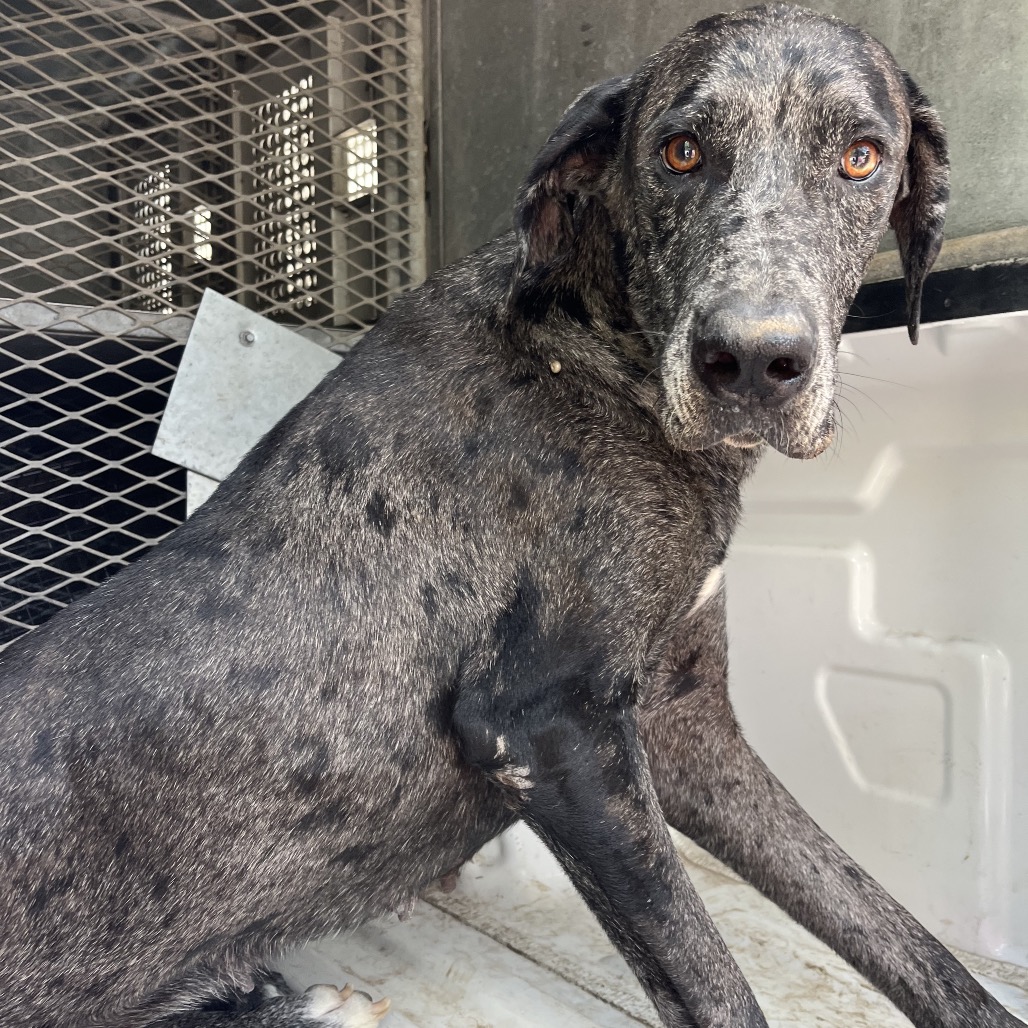 Shelter Stray Female Dog last seen , Edinburg, TX 78539