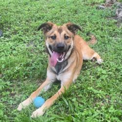 Shelter Stray Male Dog last seen , Tampa, FL 33607