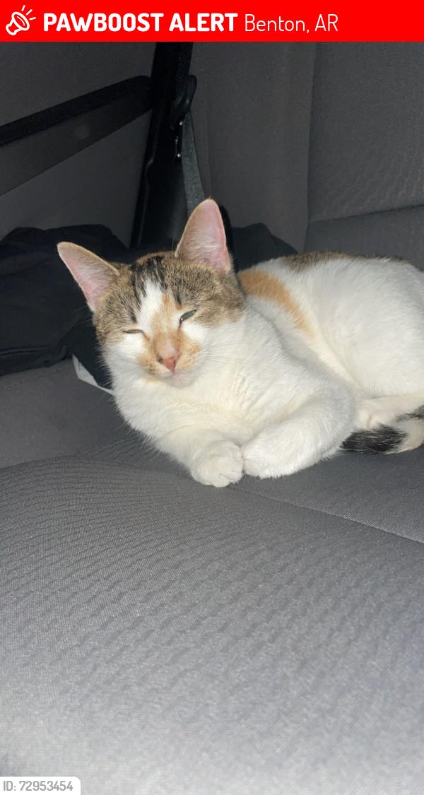 Lost Female Cat last seen 5th street in Benton Arkansas by Tyndall park , Benton, AR 72015