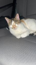 Lost Female Cat last seen 5th street in Benton Arkansas by Tyndall park , Benton, AR 72015