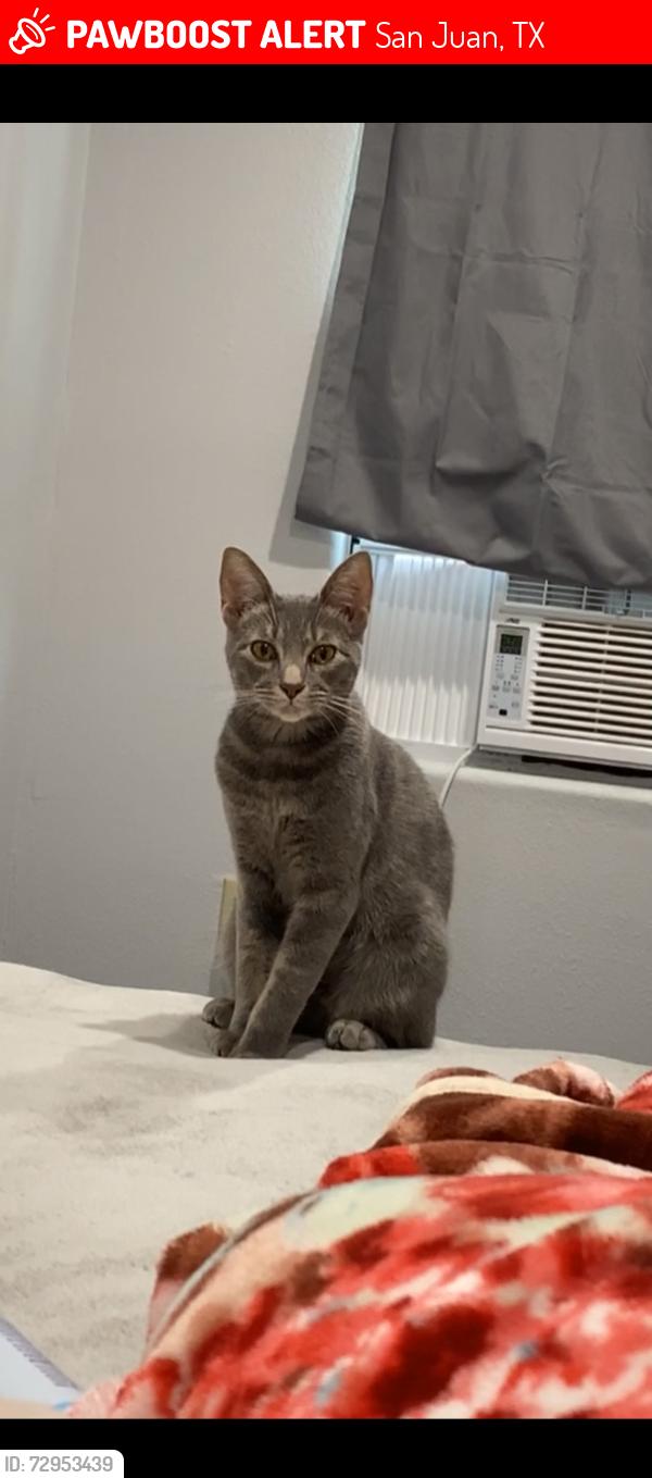 Lost Female Cat last seen San juan park, San Juan, TX 78589