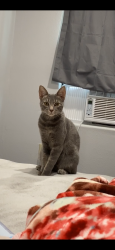 Lost Female Cat last seen San juan park, San Juan, TX 78589