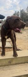Lost Male Dog last seen Old Fosters Mill Store , Floyd County, GA 30129