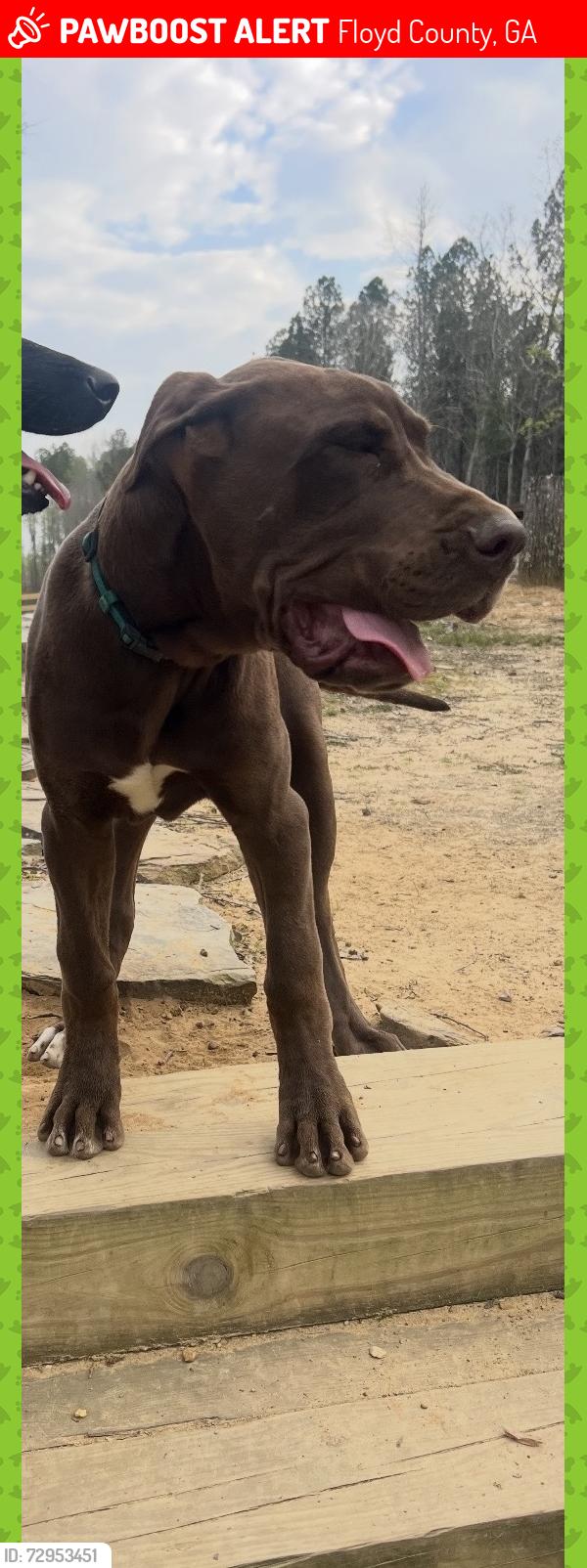 Lost Male Dog last seen Old Fosters Mill Store , Floyd County, GA 30129